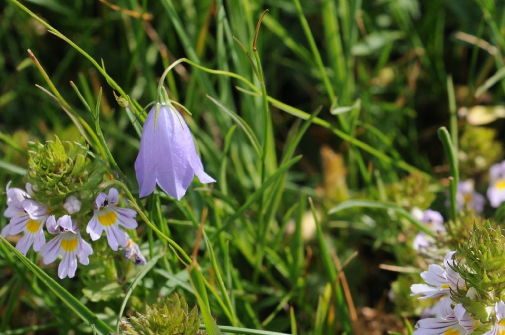 Campanula da ID